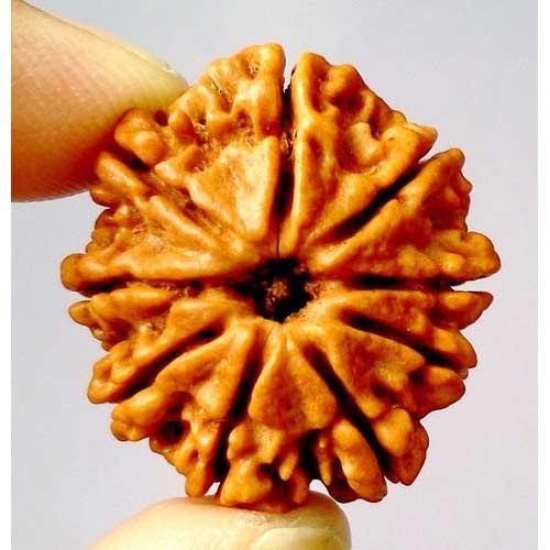 Vous avez dit Rudraksha?