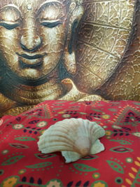 De l&rsquo;utilisation des Coquilles Saint-Jacques