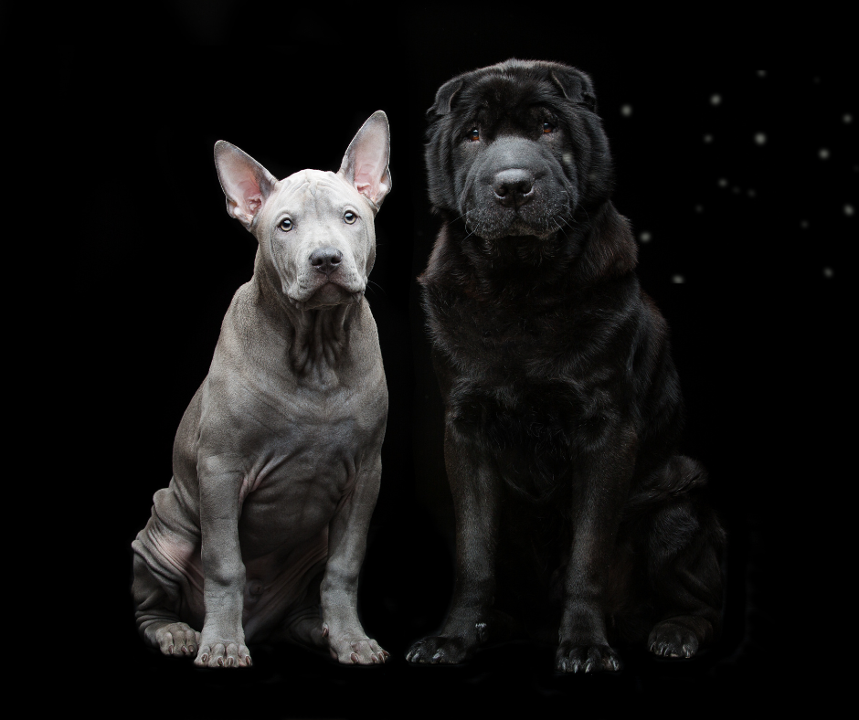 La communication animale